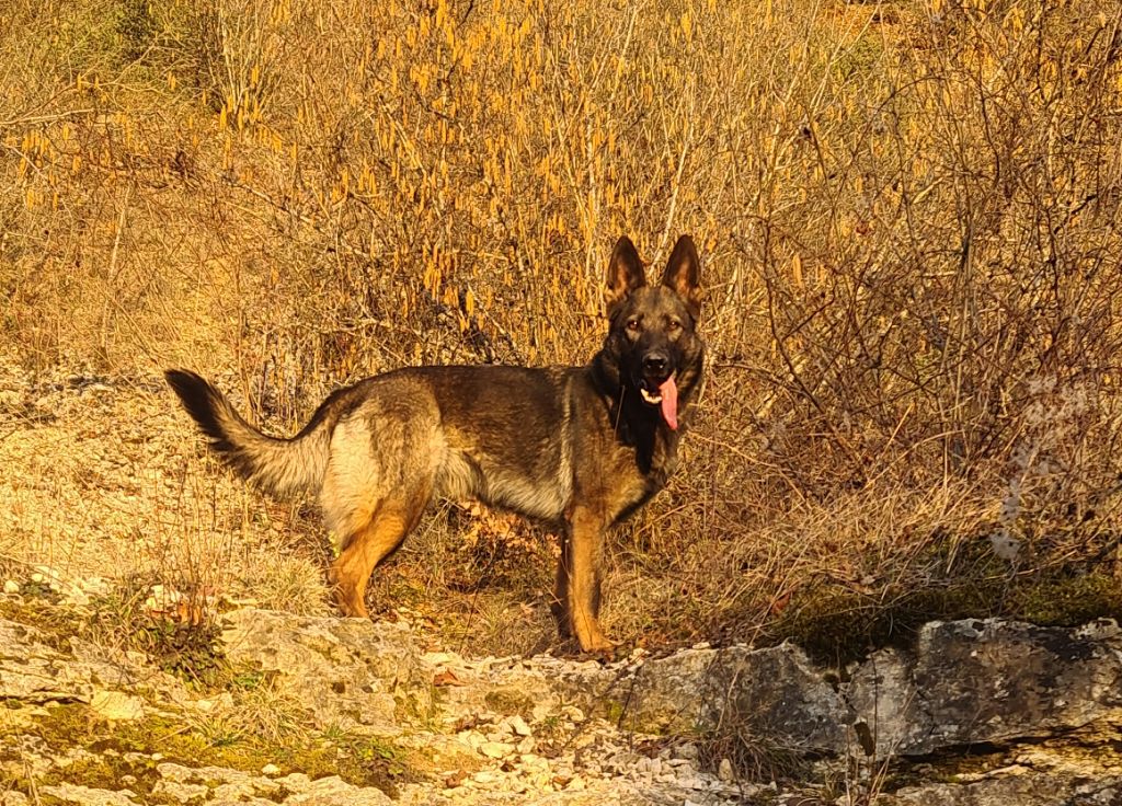 Orane de la cité des loups gris